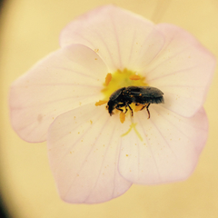 Leptosiphon liniflorus