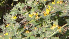 Acmispon heermannii heermannii