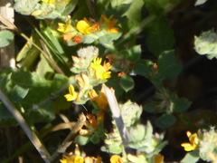 Acmispon heermannii heermannii