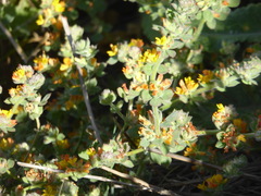 Acmispon heermannii heermannii