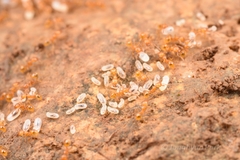 Pheidole fervida