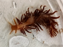 Spurilla neapolitana