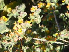 Acmispon heermannii heermannii