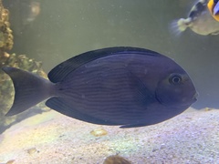 Acanthurus mata