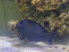 Acanthurus mata