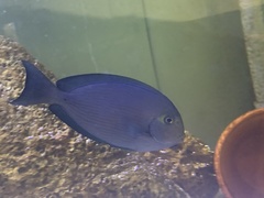 Acanthurus mata