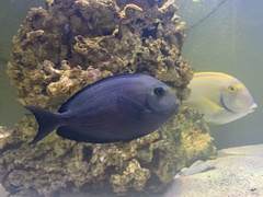 Acanthurus mata