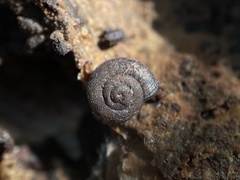 Helminthoglypta sanctaecrucis