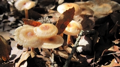 Marasmius cohaerens