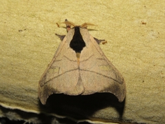 Hylesia scortina