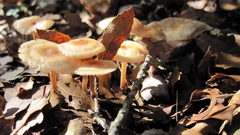 Marasmius cohaerens