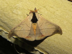 Hylesia scortina