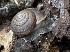Helminthoglypta sanctaecrucis