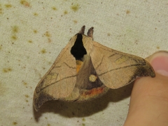 Hylesia scortina