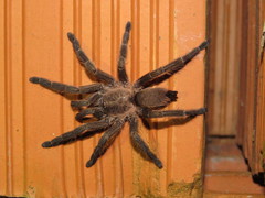 Dolichothele exilis