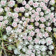 Ewartia nubigena