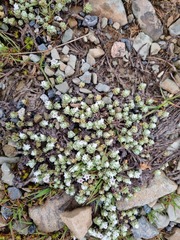 Ewartia nubigena
