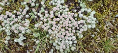 Ewartia nubigena