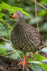 Pternistis squamatus