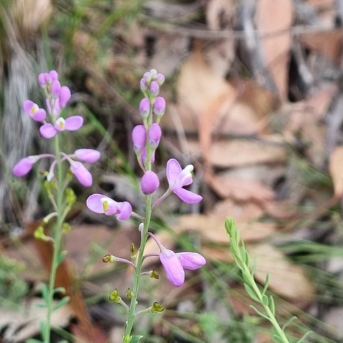 Comesperma ericinum (Comesperma ericinum)