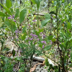 Comesperma retusum