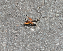 Macrotona mjobergi