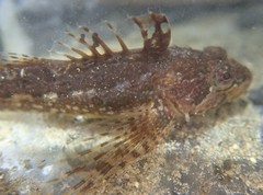 Clinocottus acuticeps