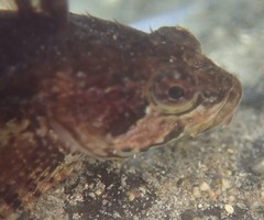 Clinocottus acuticeps