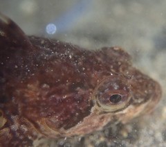 Clinocottus acuticeps