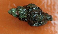 Paciocinebrina interfossa