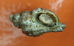 Paciocinebrina interfossa