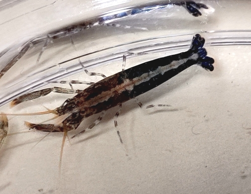 Hooded Shrimp, photo 3 of 10