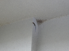 Plestiodon japonicus