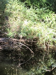 Nycticorax caledonicus