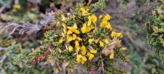 Bossiaea foliosa