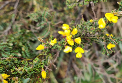 Bossiaea foliosa