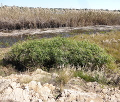 Cyperus textilis