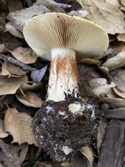 Cortinarius xanthodryophilus