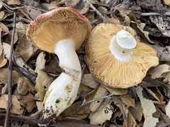 Russula maculata