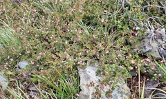 Boronia algida
