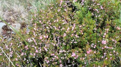 Boronia algida