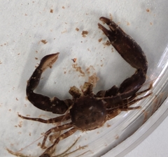 Pisidia
