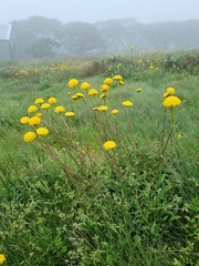 Craspedia aurantia jamesii