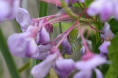 Stagmomantis limbata