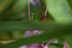 Stagmomantis limbata