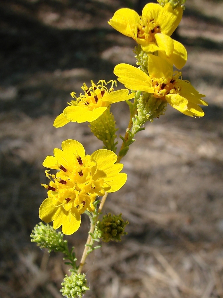 Holocarpha