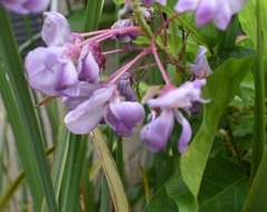 Stagmomantis limbata