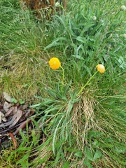 Craspedia aurantia jamesii