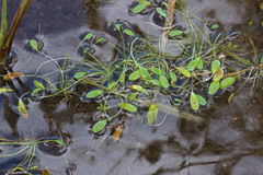 Limosella aquatica
