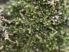 Eucladium verticillatum